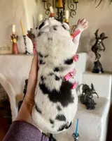 Hyperion Citadel Nemesis, a female Great Dane for sale in Atlanta, GA – 4 of 5