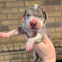 Carbon Creed’s Sterling Vesta, a female Great Dane for sale in Orlando, FL – Photo 4 of 6