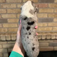 Carbon Creed’s Sterling Vesta, a female Great Dane for sale in Orlando, FL – Photo 5 of 6