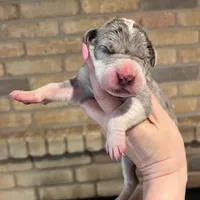 Carbon Creed’s Sterling Vesta, a female Great Dane for sale in Orlando, FL – Photo 1 of 6