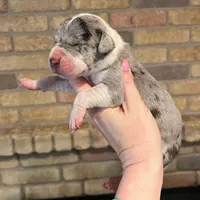 Carbon Creed’s Sterling Vesta, a female Great Dane for sale in Orlando, FL – Photo 2 of 6