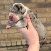 Carbon Creed’s Sterling Vesta, a female Great Dane for sale in Orlando, FL – Photo 3 of 6