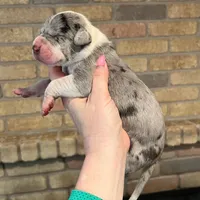 Carbon Creed’s Sterling Vesta, a female Great Dane for sale in Orlando, FL – Photo 6 of 6