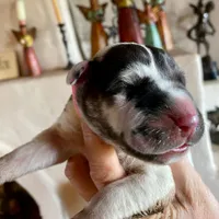 Hyperion Citadel Janus , a male Great Dane for sale in Atlanta, GA – 4 of 5