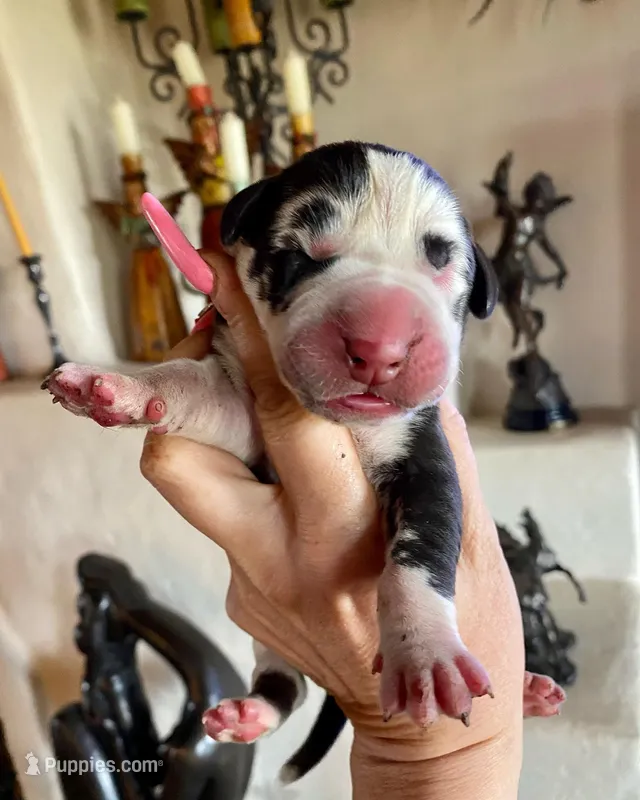 Hyperion Citadel Argus  – Great Dane puppy for sale in Atlanta, GA