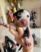 Hyperion Citadel Argus , a male Great Dane for sale in Atlanta, GA – 1 of 7