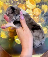 Hyperion Citadel Hecate, a female Great Dane for sale in Atlanta, GA – 4 of 6
