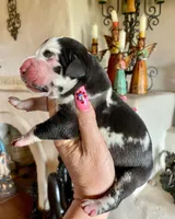 Hyperion Citadel Argus , a male Great Dane for sale in Atlanta, GA – 4 of 7