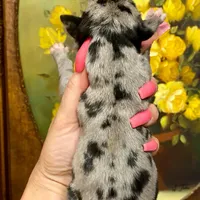 Hyperion Citadel Thalassa, a female Great Dane for sale in Atlanta, GA – 4 of 5