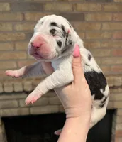 Carbon Creed's Onyx Empress, a female Great Dane for sale in Orlando, FL – Photo 5 of 6