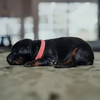 Carbon Creed's Onyx Empress, a female Doberman Pinscher for sale in Atlanta, GA – Photo 3 of 3