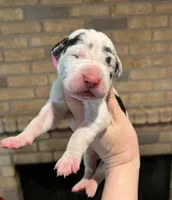 Carbon Creed's Onyx Empress, a female Great Dane for sale in Orlando, FL – Photo 1 of 6