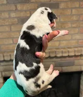 Carbon Creed's Onyx Empress, a female Great Dane for sale in Orlando, FL – Photo 4 of 6