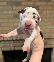 Carbon Creed's Onyx Empress, a female Great Dane for sale in Orlando, FL – Photo 3 of 6