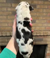 Carbon Creed's Onyx Empress, a female Great Dane for sale in Orlando, FL – Photo 6 of 6