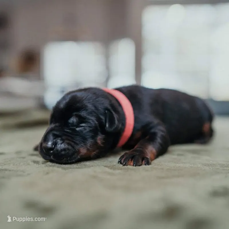 Carbon Creed's Onyx Empress – Doberman Pinscher puppy for sale in Atlanta, GA