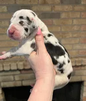 Carbon Creed's Onyx Empress, a female Great Dane for sale in Orlando, FL – Photo 2 of 6