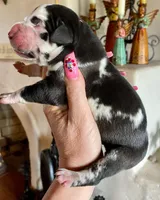 Hyperion Citadel Argus , a male Great Dane for sale in Atlanta, GA – 6 of 7