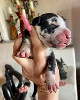 Hyperion Citadel Argus , a male Great Dane for sale in Atlanta, GA – 2 of 7