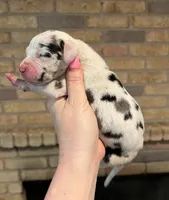 Carbon Creed's Flint Valor, a male Great Dane for sale in Orlando, FL – Photo 3 of 4