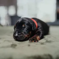 Carbon Creed's Flint Valor, a male Doberman Pinscher for sale in Atlanta, GA – Photo 1 of 3