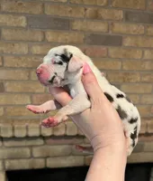 Carbon Creed's Flint Valor, a male Great Dane for sale in Orlando, FL – Photo 2 of 4