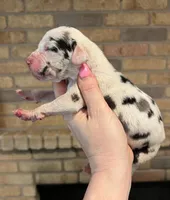 Carbon Creed's Flint Valor, a male Great Dane for sale in Orlando, FL – Photo 1 of 4