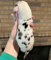 Carbon Creed's Flint Valor, a male Great Dane for sale in Orlando, FL – Photo 4 of 4