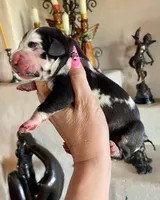 Hyperion Citadel Argus , a male Great Dane for sale in Atlanta, GA – 5 of 7