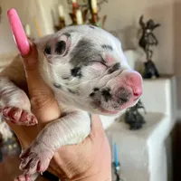 Hyperion Citadel Circe, a female Great Dane for sale in Atlanta, GA – 3 of 6