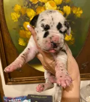 Carbon Creed's Meridian Tide 🌊, a male Great Dane for sale in Orlando, FL – 2 of 5