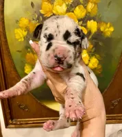 Carbon Creed's Meridian Tide 🌊, a male Great Dane for sale in Orlando, FL – 5 of 5