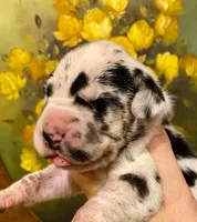Carbon Creed's Meridian Tide 🌊, a male Great Dane for sale in Orlando, FL – 3 of 5