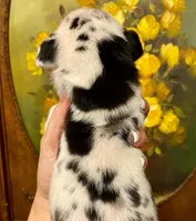 Carbon Creed's Meridian Tide 🌊, a male Great Dane for sale in Orlando, FL – 4 of 5