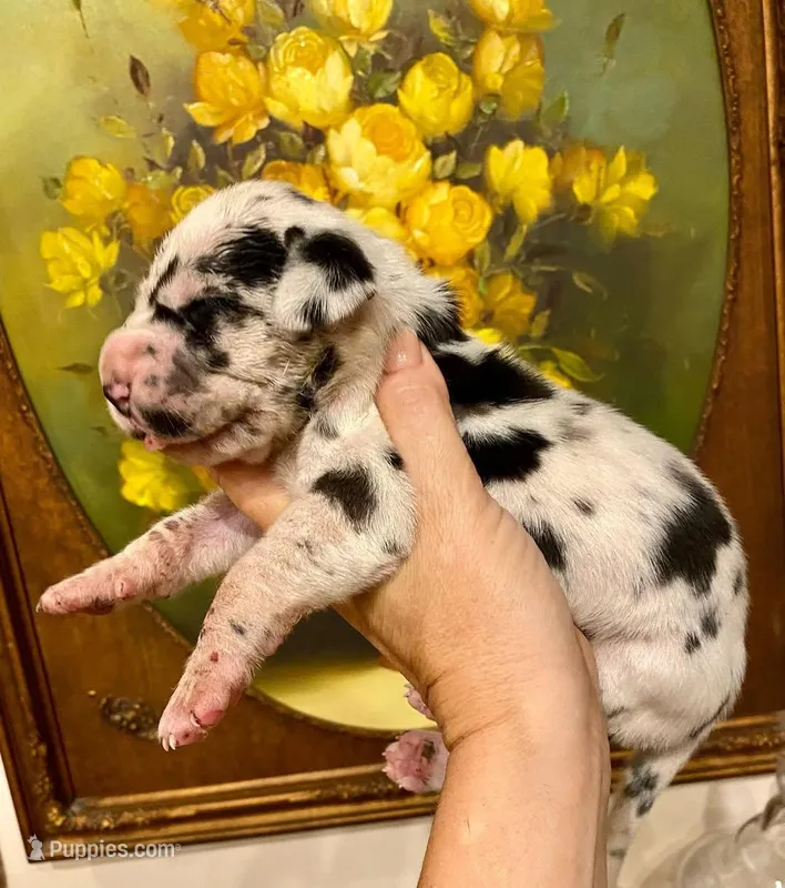 Carbon Creed's Meridian Tide 🌊 – Great Dane puppy for sale in Orlando, FL