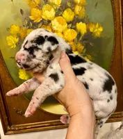 Carbon Creed's Meridian Tide 🌊, a male Great Dane for sale in Orlando, FL – 1 of 5