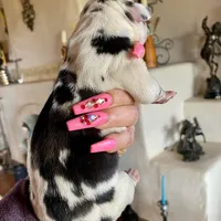 Hyperion Citadel Circe, a female Great Dane for sale in Atlanta, GA – 5 of 6