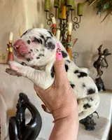 Hyperion Citadel Nemesis, a female Great Dane for sale in Atlanta, GA – 3 of 5