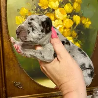 Hyperion Citadel Thalassa, a female Great Dane for sale in Atlanta, GA – 2 of 5