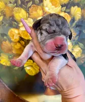 Hyperion Citadel Hecate, a female Great Dane for sale in Atlanta, GA – 2 of 6