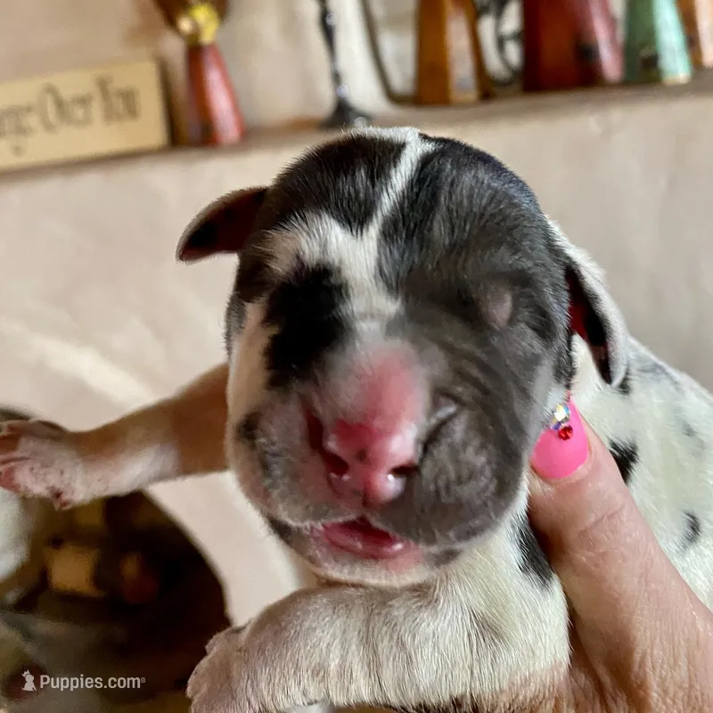 Hyperion Citadel Janus  – Great Dane puppy for sale in Atlanta, GA