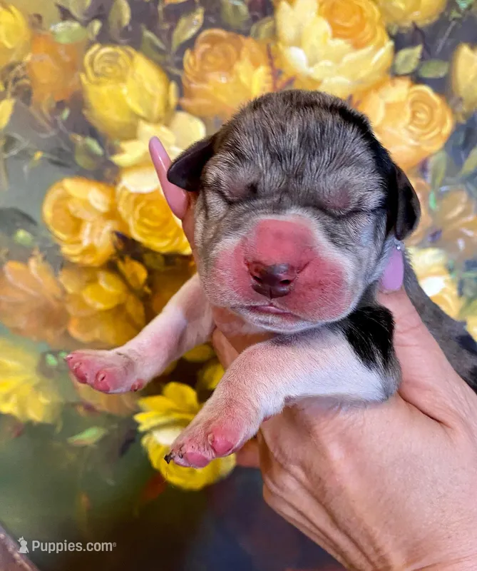 Hyperion Citadel Hecate – Great Dane puppy for sale in Atlanta, GA
