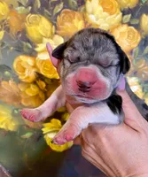 Hyperion Citadel Hecate, a female Great Dane for sale in Atlanta, GA – 1 of 6