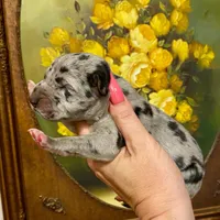 Hyperion Citadel Thalassa, a female Great Dane for sale in Atlanta, GA – 3 of 5