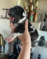 Carbon Creed's Calypso Mist 🐾, a female Great Dane for sale in Orlando, FL – 5 of 7