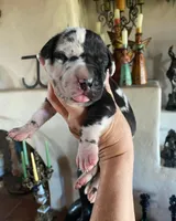 Carbon Creed's Calypso Mist 🐾, a female Great Dane for sale in Orlando, FL – 6 of 7