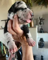 Carbon Creed's Calypso Mist 🐾, a female Great Dane for sale in Orlando, FL – 2 of 7