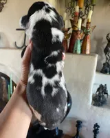 Carbon Creed's Calypso Mist 🐾, a female Great Dane for sale in Orlando, FL – 3 of 7