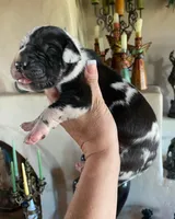 Carbon Creed's Calypso Mist 🐾, a female Great Dane for sale in Orlando, FL – 4 of 7