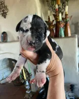 Carbon Creed's Calypso Mist 🐾, a female Great Dane for sale in Orlando, FL – 1 of 7